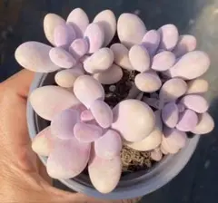 ミ*マ様 No.72新入荷　モモエッグ　エケベリア　多肉植物撮影8月12日