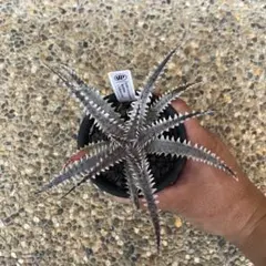 Dyckia Big Brother x A Winter's Frostのサムネイル