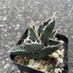 2025年最新】包心龍の人気アイテム - メルカリ