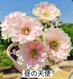 108-花嫁 超人気花サボテン ロビビア属 複色咲 小型品種開花 カキコ蕾