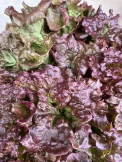 うさちゃんまま様専用です。新鮮野菜詰め合わせです。