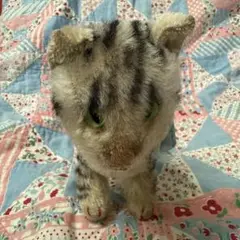 2025年最新】シュタイフ 猫の人気アイテム - メルカリ