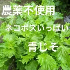 農薬不使用　大葉 青紫蘇 しそ シソ 青ジソ　青じそ　ネコポスいっぱいのサムネイル