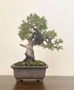 2026年最新】真柏盆栽の人気アイテム - メルカリ