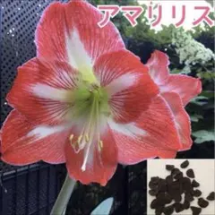アマリリス種10粒(ガーデニング花植物タネのサムネイル