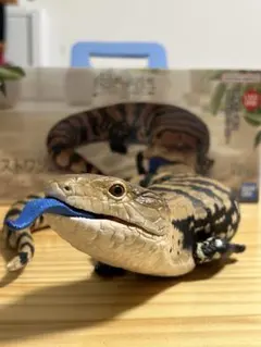 《週末限定値引き》一番くじ 爬虫類＆両生類　ラストワン賞　アオジタトカゲ　べぇ