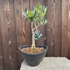 2025年最新】オリーブの木 ミッションの人気アイテム - メルカリ