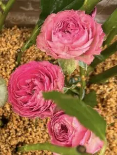 ご購入前にコメントお願いいたします 切り花品種 バラ 苗 - メルカリ