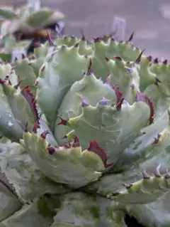 2025年最新】プリンセスクラウン アガベの人気アイテム - メルカリ