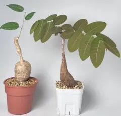 激レア/大株/塊根植物】アデニア ペナンギアナ 鉢植え - メルカリ