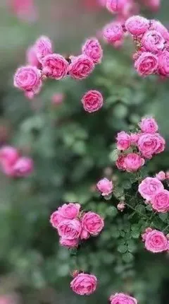 パテシエ様 リクエスト 3点 まとめ商品