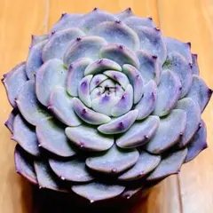 kotyako様 リクエスト 5点 まとめ商品