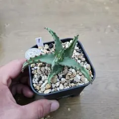 メルカリ便発送☆アロエ実生苗 (コニフェラ×カスティロニアエ)×メラナカンサ メルカリ便発送☆アロエ実生苗 (コニフェラ×カスティロニアエ