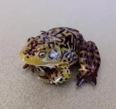 海洋堂 チョコQ 日本の動物 コレクション 10 ウシガエル
