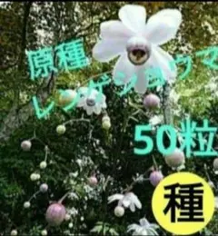 レンゲショウマ・種50粒　原種　希少　種子　山野草　茶花　宿根草　絶滅危惧種