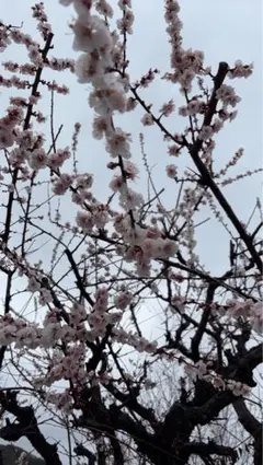 ディズニー 35周年 グランドフィナーレ 巾着