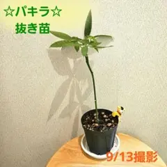 2026年最新】品種名：パキラ 観葉植物 パキラの人気アイテム - メルカリ
