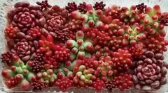 多肉植物　セダムカット苗セット⑥ピンクルルビー・乙女心