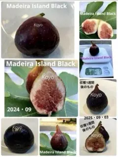 2026年最新】イチジク苗 ブラックマデイラの人気アイテム - メルカリ