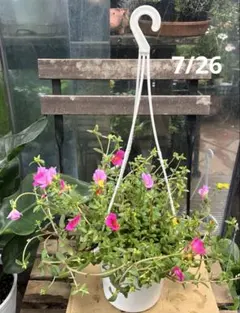 ポーチュラカ ミックス植え 6寸鉢ごと 苗 植物 本日入荷！ | Mercari
