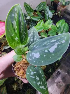 2025年最新】scindapsus スキンダプサスの人気アイテム - メルカリ