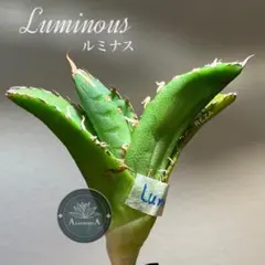 2026年最新】アガベイラン株の人気アイテム - メルカリ