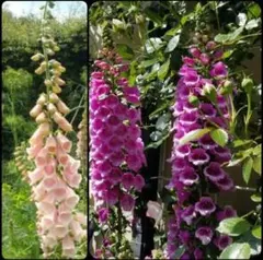 ジギタリスの種 紫とピンクのMix