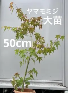 超逸品。山採りヤマモミジ2.2M(鉢底から)品番E◎根回し済 - メルカリ