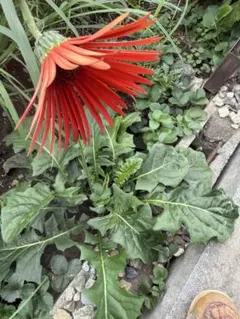 2025年最新】ガーベラ 苗原種の人気アイテム - メルカリ