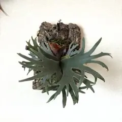 Bacteria' / ビカクシダ バクテリア バクスポ P. willinckii bacteria spore ビカクシダ バクスポ