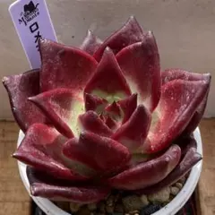 だいすけ様 リクエスト 3点 まとめ商品