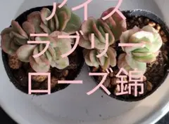 ❤️専用出品❤️ラブリーローズ錦　　　　　　　　　　　　　❤️美しく育ちました♪❤️ ❤️専用出品❤️ラブリーローズ錦 ❤️美しく育ちました♪❤️ 【公式