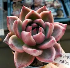 S*r様 新入荷 赤魔王 エケベリア 多肉植物 1苗 - メルカリ