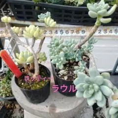 紅花ビット錦／ダウニー錦 多肉植物 エケベリア 美斑入り 新種 抜き苗