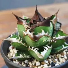 2025年最新】アガベ高級株の人気アイテム - メルカリ