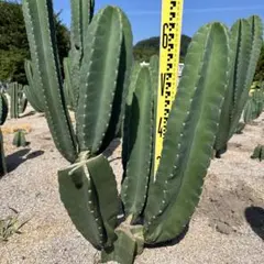 2025年最新】柱サボテン ブランチの人気アイテム - メルカリ