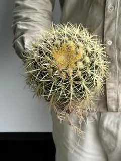 GWセール　金鯱サボテン　E 大株 GWセール 金鯱サボテン E 大株 - メルカリ