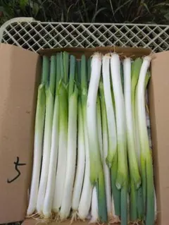 新鮮な長ネギ 産地直送 野菜、内容量600gのサムネイル
