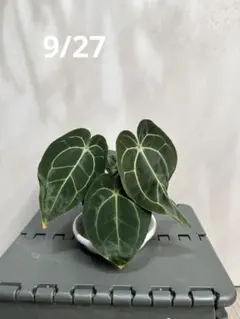 2025年最新】anthurium carlablackiaeの人気アイテム - メルカリ