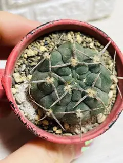 ボ*ド様 亀甲スーパー バッテリー 実生 太刺選抜 鉢植え メルカリ便送料込み ボ*ド様 亀甲スーパー バッテリー 実生 太刺選抜 鉢植え