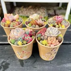 88 多肉植物の小さな寄せ植え✻そのまま飾れる✻5コセット