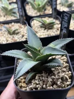 アガベ ワンダ 汪達 チタノタ オテロイ (12/10までオマケ付き) - メルカリ