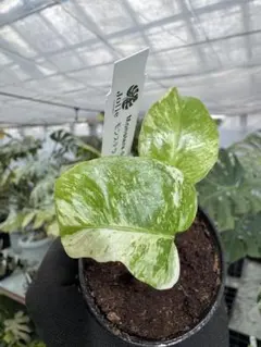 2026年最新】モンステラ ホワイト 天津蘭の人気アイテム - メルカリ