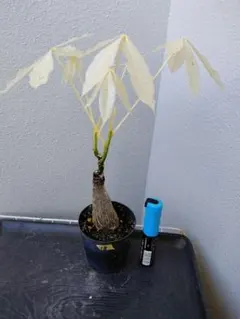 2025年最新】パキラ ミルキーウェイ 実生の人気アイテム - メルカリ