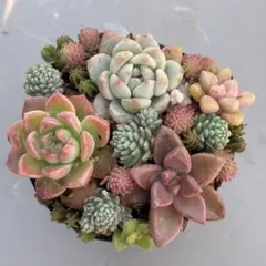 多肉植物　セダム・エケベリア　寄せ植えセット