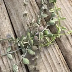 2026年最新】ディスキディア ヌンムラリア バリエガータの人気アイテム