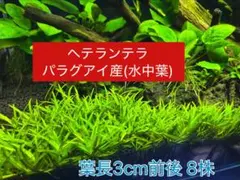 ヘテランテラ パラグアイ産 水中葉 8株のサムネイル