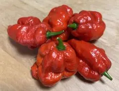 【うさぎ様専用】ドラゴンズブレス&スコッチボネット種20粒以上 無農薬