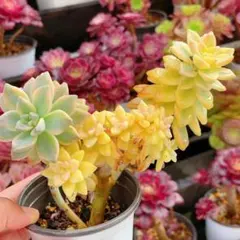 2026年最新】多肉植物 錦の人気アイテム - メルカリ