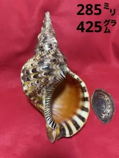 貝殻(沖縄の青い海の宝) ホラ貝蓋付のサムネイル